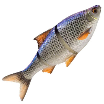 Blue Roach