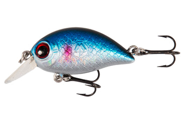 Blue Roach