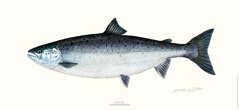 Sakke Yrjölä Lohi juliste - Happy Angler