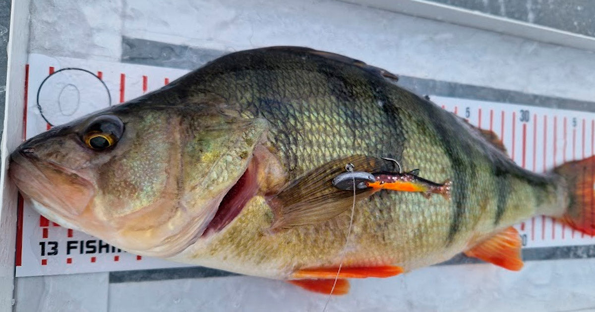 Ahvenen pilkintä – Happy Anglerin vinkit suurahvenjahtiin - Happy Angler