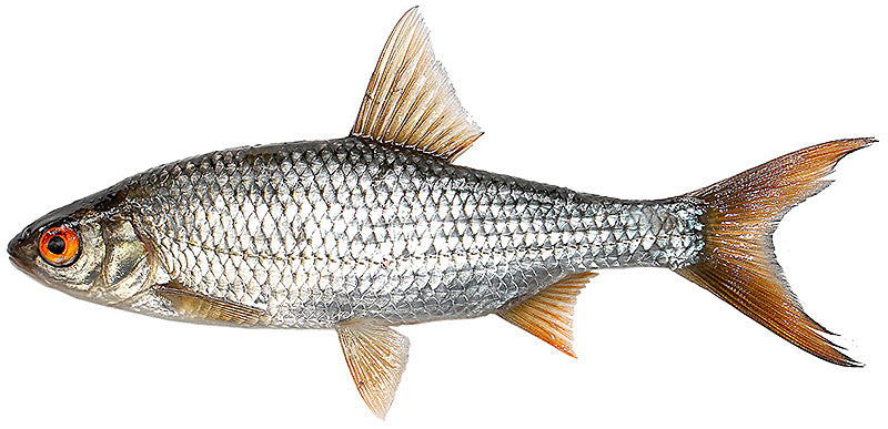 Särkipullat - Happy Angler