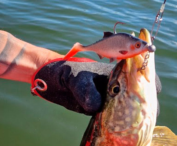 Hauenkalastuksen peruskoulu – Kalankäsittely vinkit aloittelijalle - Happy Angler