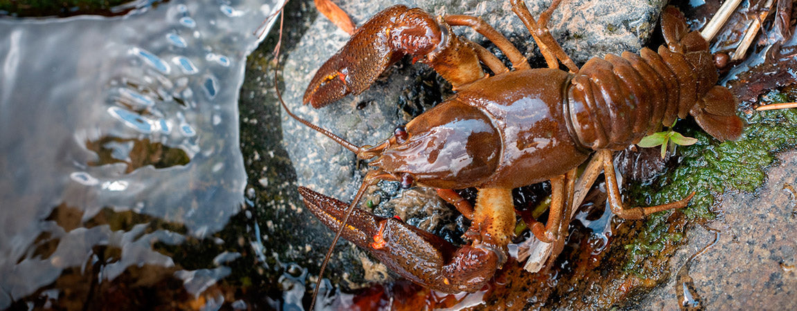 Vinkit ravustukseen ja rapuruton leviämisen estämiseen - Happy Angler