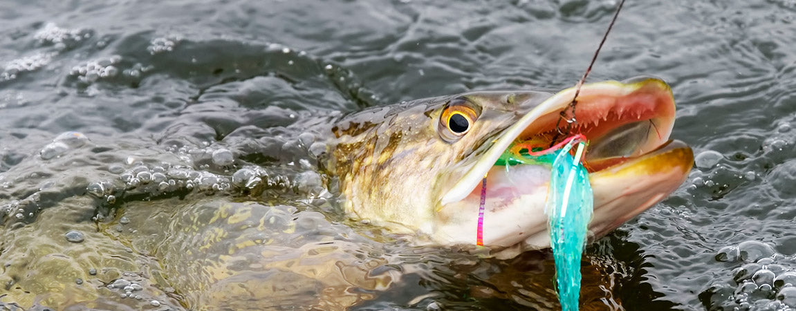 Kun suurhauki iskee - toimi näin - Happy Angler