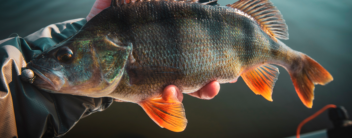 Näitä kaloja nousee eniten mökkijärvistä – särjestäkin saa maistuvaa murkinaa - Happy Angler