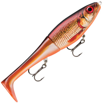 Live Redfin Shiner