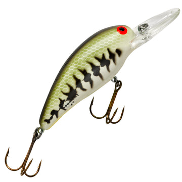 Baby Bass Orange Belly