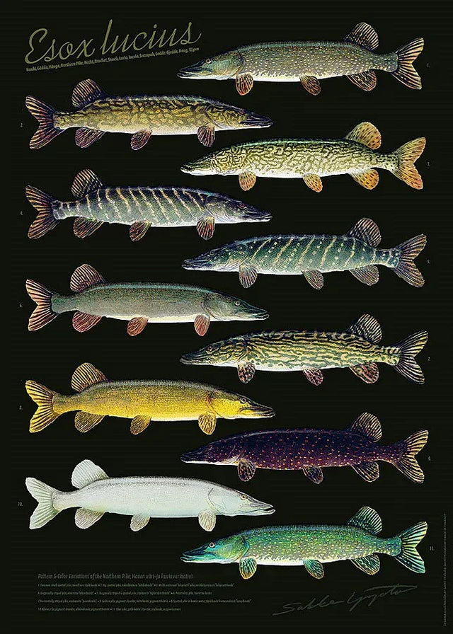 Sakke Yrjölä Hauen Variaatiot juliste - Happy Angler