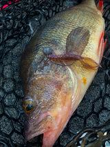 Kuore Bouncer 6,5 cm jigi 5 kpl/pkt