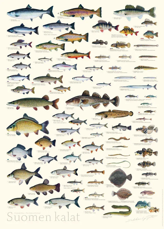 Sakke Yrjölä Suomen Kalat juliste - Happy Angler