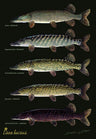Sakke Yrjölä Hauki Esox Lucius A4 kortti - Happy Angler