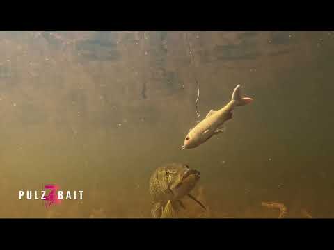 PulzBait Rigz Spinning 15 cm 2 kpl/pkt