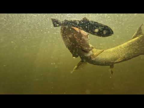 PulzBait Rigz Spinning 15 cm 2 kpl/pkt